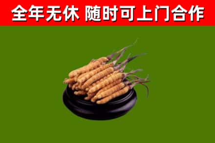 鹤山烟酒回收冬虫夏草.jpg